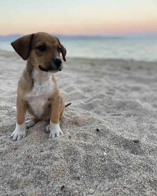 Dog in Mexico