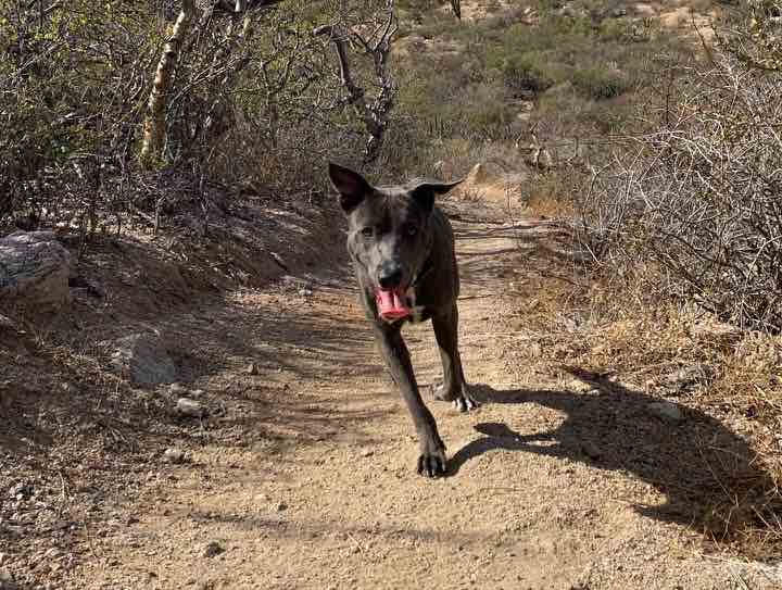 Dog in Mexico